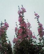 タチアオイ　弐