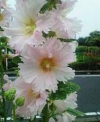 タチアオイ　壱