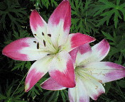 長野～山梨　信州ぶらり