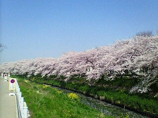 満開です