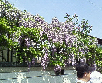 藤とダンナとちーちゃんと