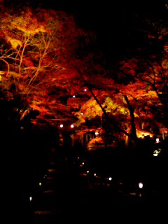 清水寺の夜拝観