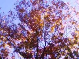 秋の桜葉