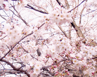 2011-sakura-01