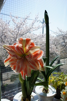 DSC00390.jpg