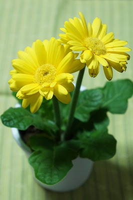 DSC00452.jpg