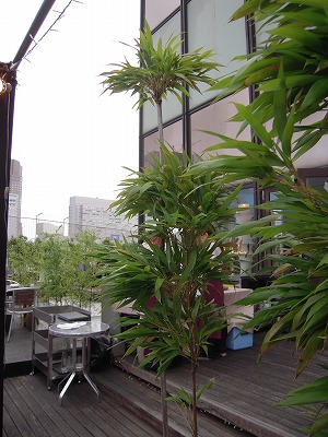 DSCN9047.jpg