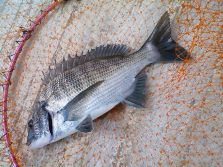 20100906kuro.JPG