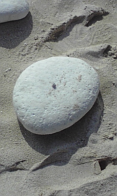 九高の卵珊瑚１