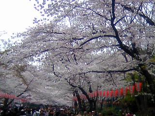 上野桜１.jpg