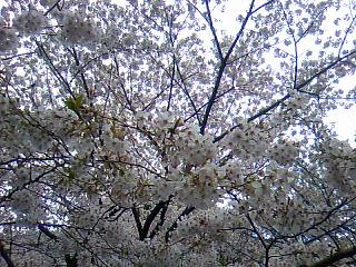 上野桜２.jpg