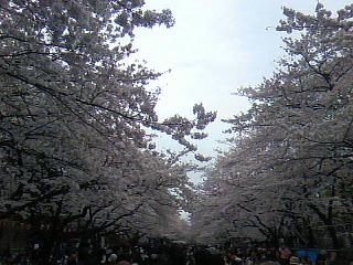 上野桜３.jpg