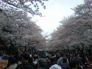 上野桜４.jpg