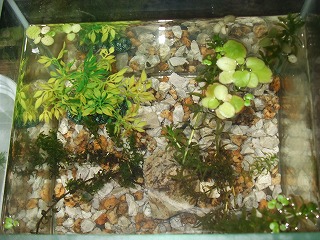 メダカ水槽2