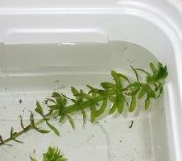 黒メダカ稚魚7/17生まれ