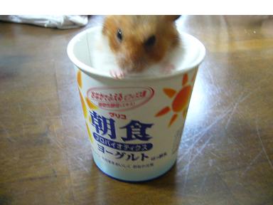 ヨーグルト.jpg