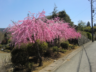 CIMG0866.JPG