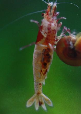 抱卵たてh2212131