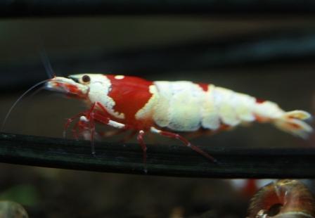 抱卵アップh2212133