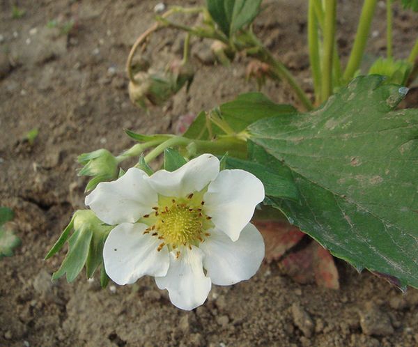 畑　イチゴの花