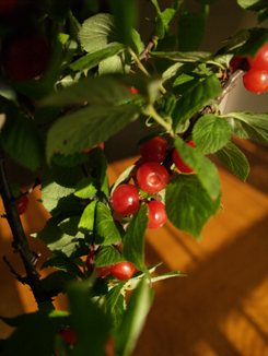 yusuraume2
