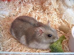 まめスフィンクス