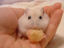 ころんデビュー