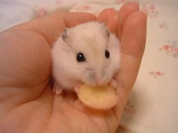 ころん食べる２