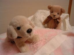 テディとクイール