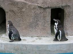 行列のできるペンギン相談所