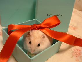 クリスマスプレゼント