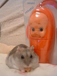 まめとたらこ３