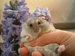 ヒヤシンス＆まめ２