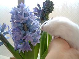 ﾋﾔｼﾝｽ＆ころん