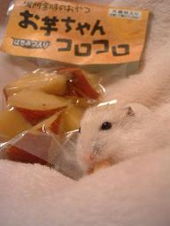 ころころころん２