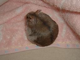 まめの背中アップ