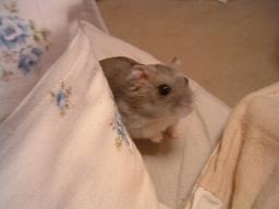 お呼びでない？