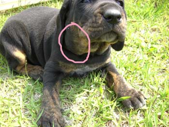 ブルーチック・クーン・ハウンド１