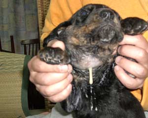 ブルーチック・クーン・ハウンド２