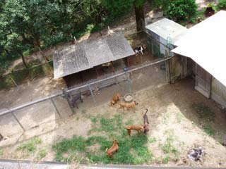 山の犬舎広場