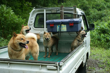 2ページ目の 北海道犬 アイヌ犬 ぬいぬいの料理しちゃうぞ 楽天ブログ