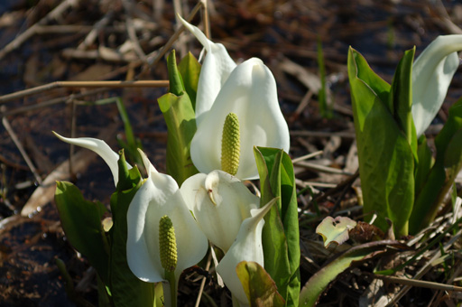 20080415バショウアップ