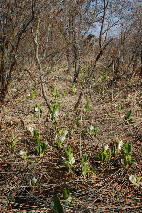 20080415バショウタテ