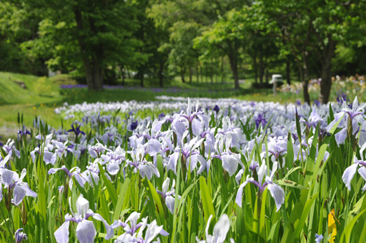 20090623ショウブ