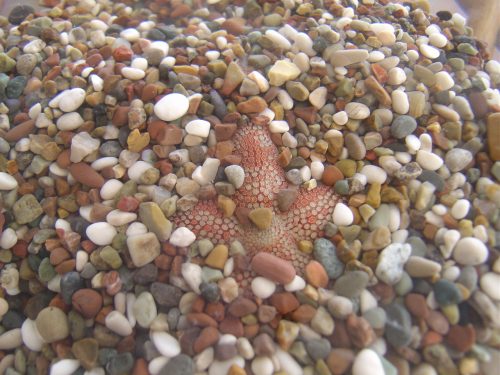 砂利の中に隠れてしまったヒトデ