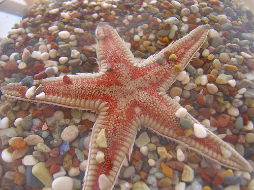 デニズ・ユルドゥス（ヒトデ）