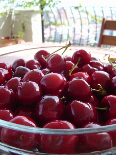 ババの畑のサクランボ-2