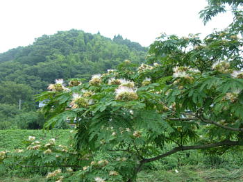 合歓の花