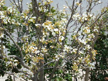 梨の花