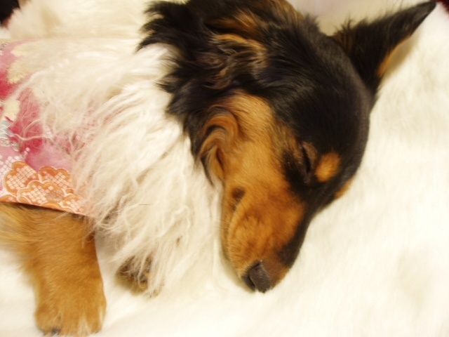 おやすみ　空ちゃん